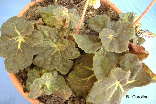 B. ‘Carolina’
